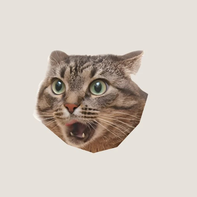 3D Cat Stickers-What About Noah