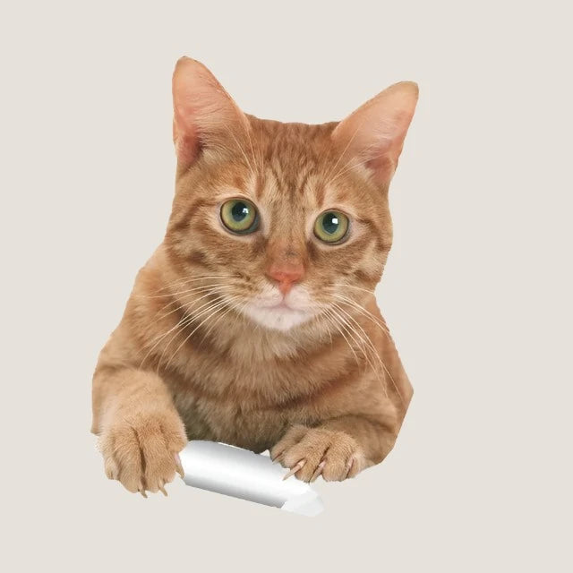 3D Cat Stickers-What About Noah