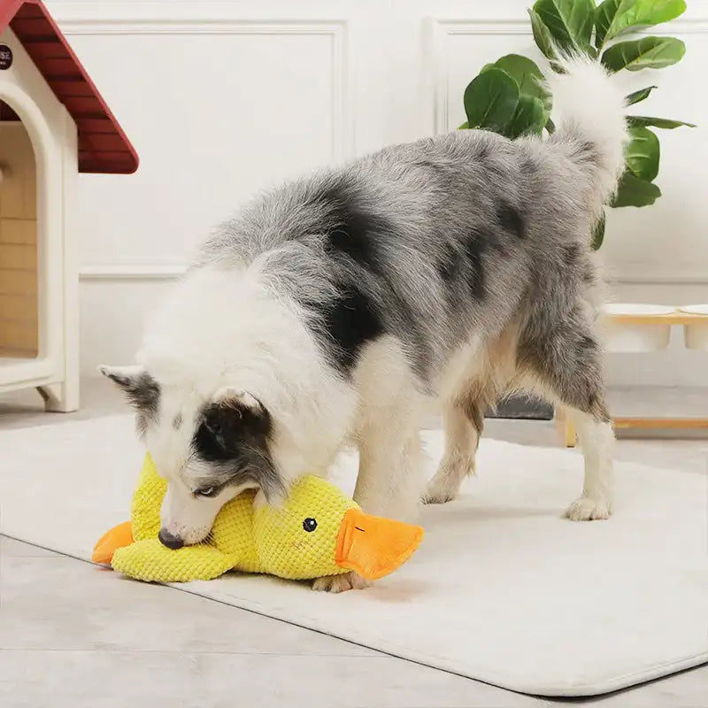 Duck Chew Toy-What About Noah