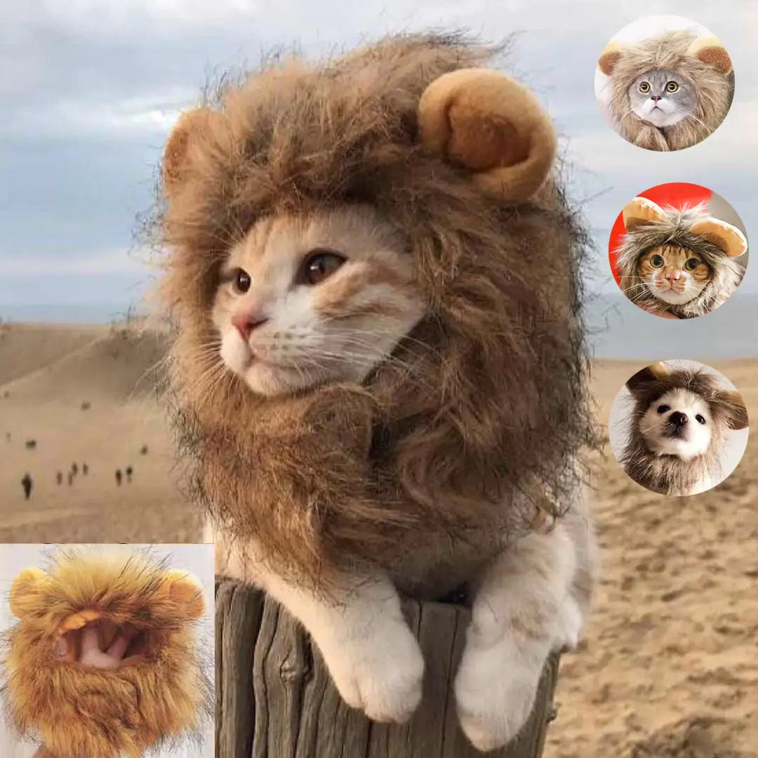 Lion Mane Cat Costume-What About Noah