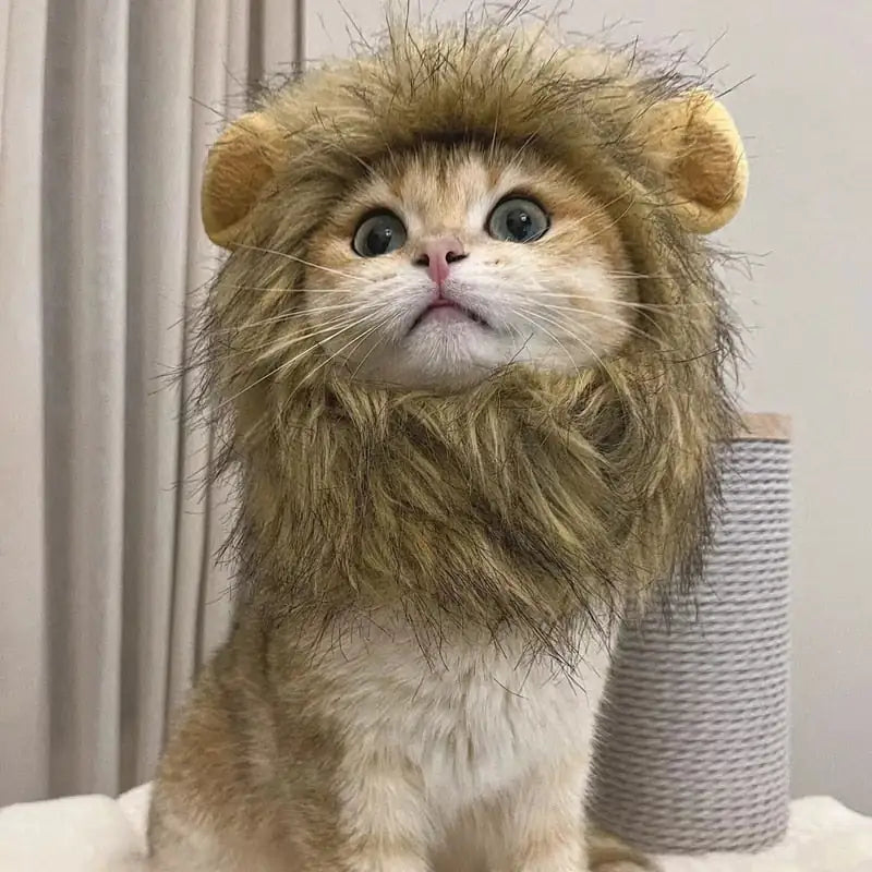 Lion Mane Cat Costume-What About Noah