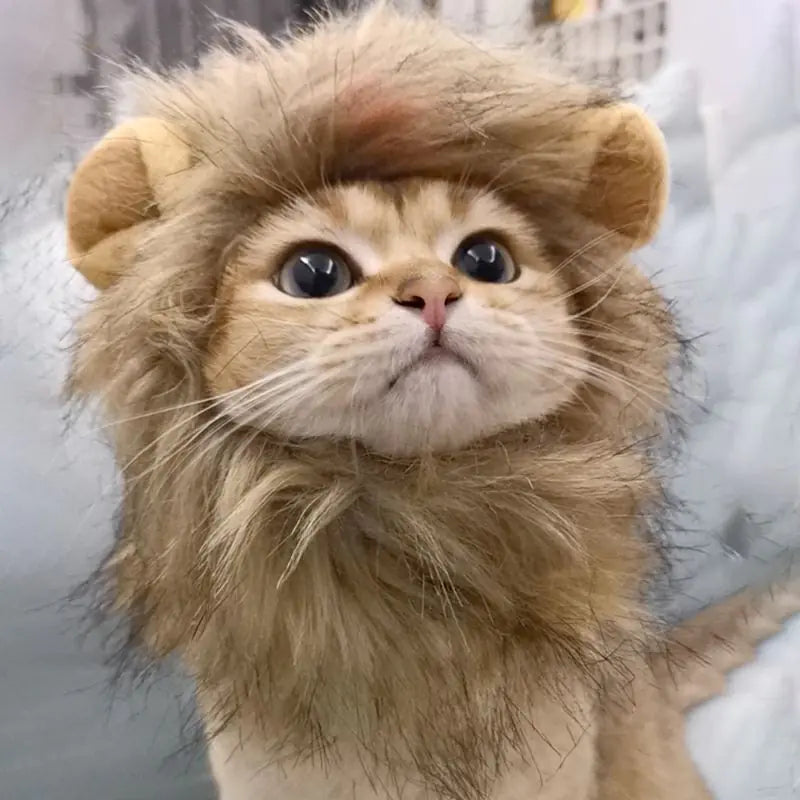 Lion Mane Cat Costume-What About Noah