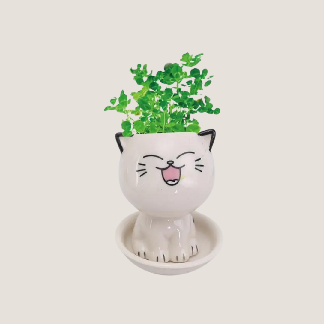 Mini Cat-Shaped Cartoon Ceramic Flower Pot-What About Noah