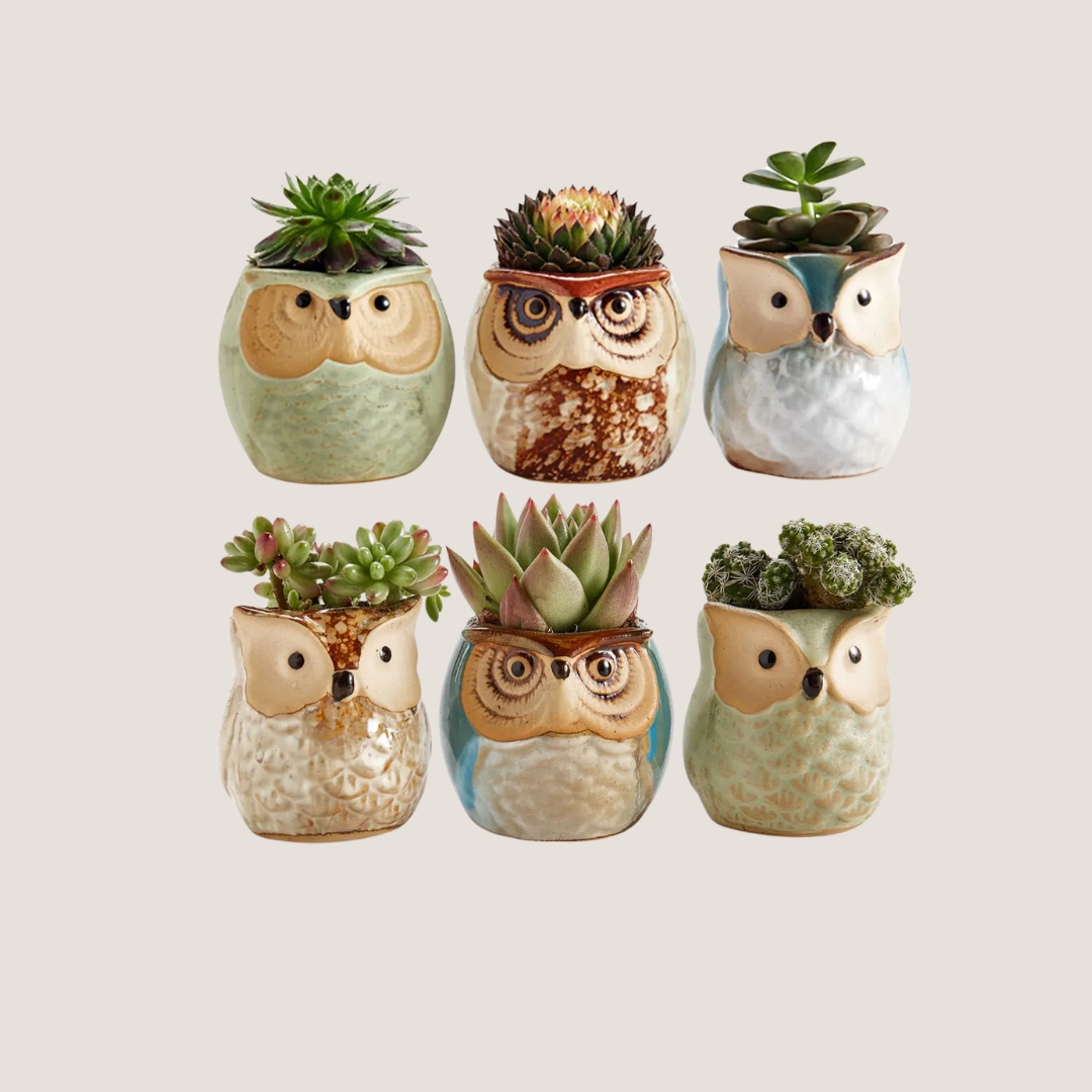 Miniature Ceramic Owl Pots-What About Noah